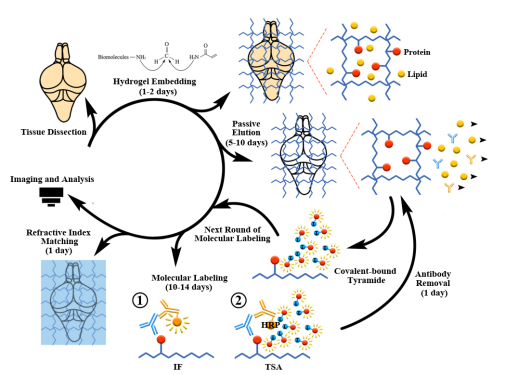 法医学系熊博教授课题组与协和医院内分泌科孙晖教授课题组合作在Cell & Bioscience发表论文